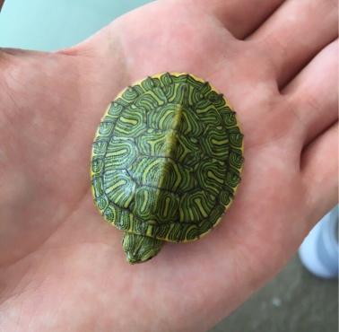 Żółw czerwonolicy, żółw czerwonouchy (Trachemys scripta elegans) – podgatunek żółwia ozdobnego