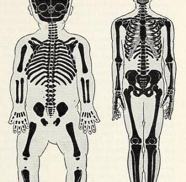 Porównanie struktury kostnej dziecka i dorosłego