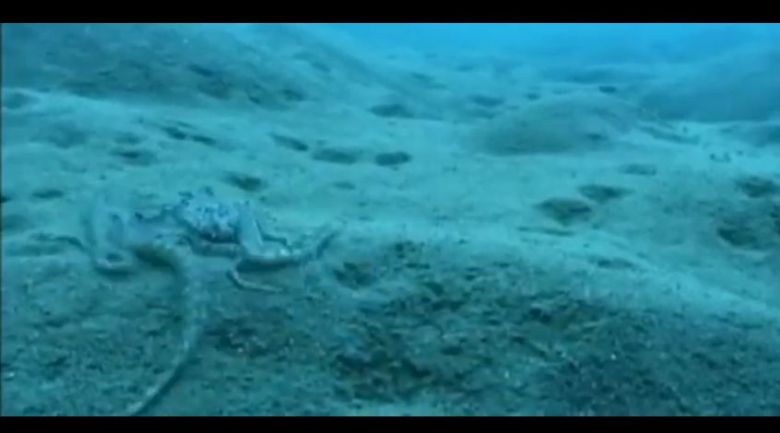 Ośmiornica Thaumoctopus mimicus potrafi robić niesamowite rzeczy ... (wideo)