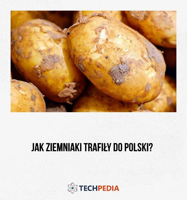 Jak ziemniaki trafiły do Polski?
