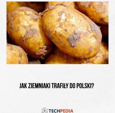 Jak ziemniaki trafiły do Polski?