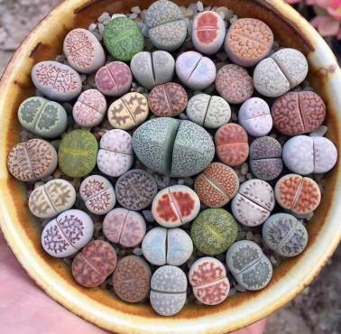 Litops (Lithops) – rodzaj sukulentów z rodziny przypołudnikowatych. Znany pod zwyczajową nazwą żywe kamienie