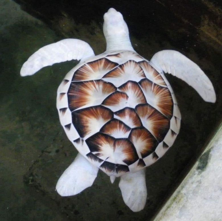 Żółw albinos