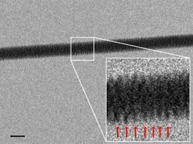 DNA pod mikroskopem elektronowym