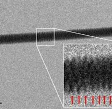 DNA pod mikroskopem elektronowym