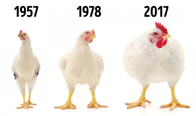 Kurczaki w przemyśle drobiarskim w latach 1957, 1978, 2017