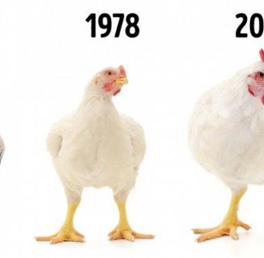 Kurczaki w przemyśle drobiarskim w latach 1957, 1978, 2017