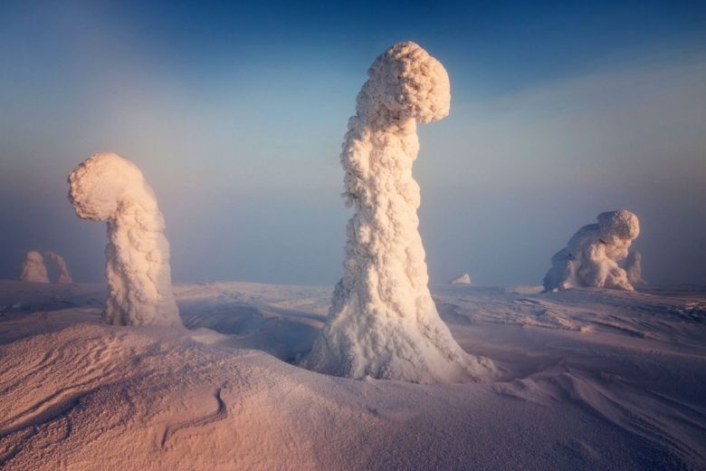 Drzewa pokryte śniegiem, Laponia, Finlandia