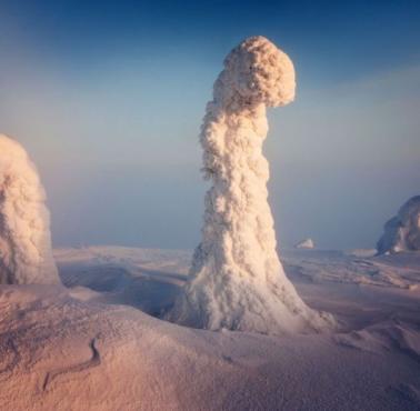 Drzewa pokryte śniegiem, Laponia, Finlandia