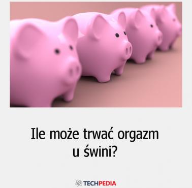 Ile może trwać orgazm u świni?