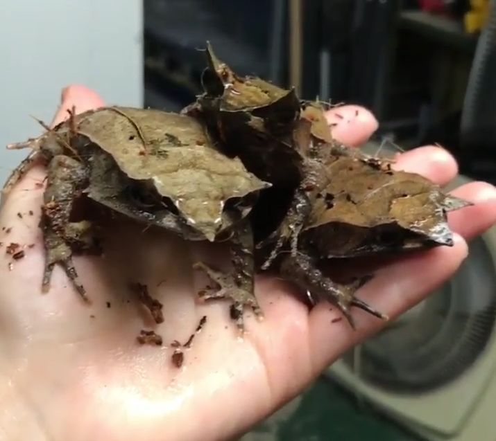 Narożnica nosata (Megophrys nasuta) – gatunek płaza z rodziny Megophryidae występujący w lasach południowej Azji