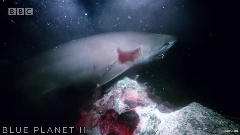 Fragment doskonałej serii serialu przyrodniczego stacji BBC Blue Planet II. Spotkanie batyskafu z rekinami (wideo HD)