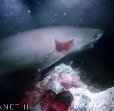 Fragment doskonałej serii serialu przyrodniczego stacji BBC "Blue Planet II". Spotkanie batyskafu z rekinami (wideo HD)