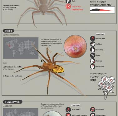 Przewodnik po najniebezpieczniejszych ugryzieniach pająka i powodowanych przez nie objawach