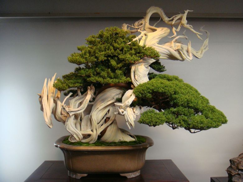 800-letnie drzewko bonsai