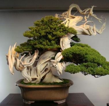 800-letnie drzewko bonsai