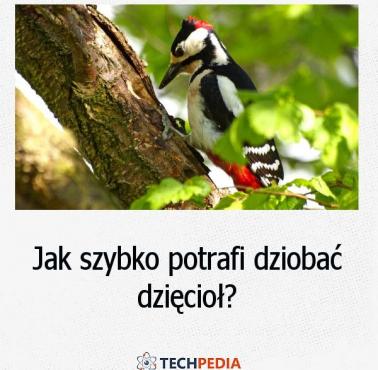 Jak szybko potrafi dziobać dzięcioł?