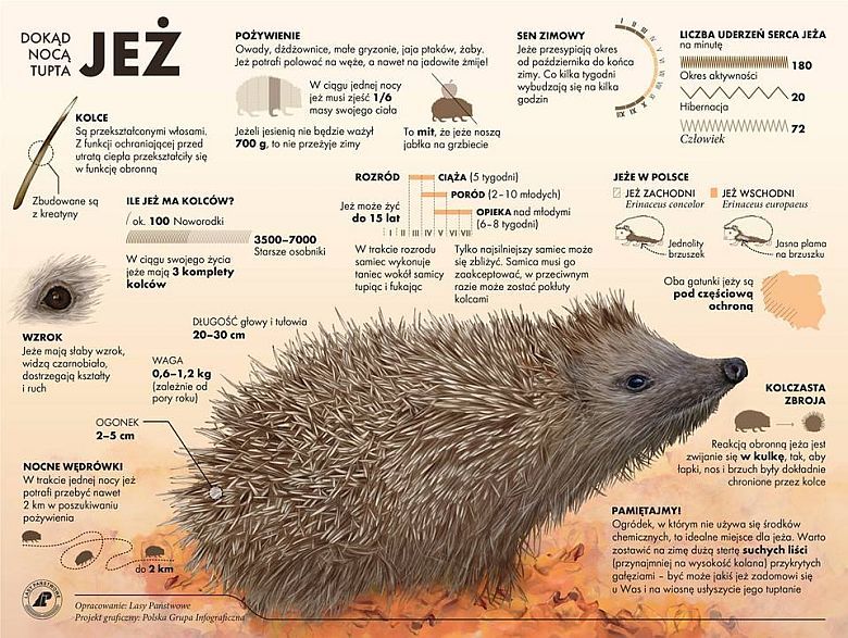 Dokąd tupta nocą jeż