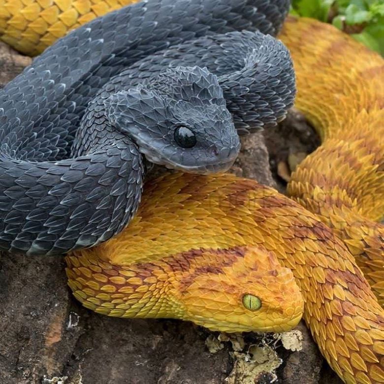 Gałęźnica szorstkołuska (Atheris squamigera), podobno jeden z najpiękniejszych węży świata