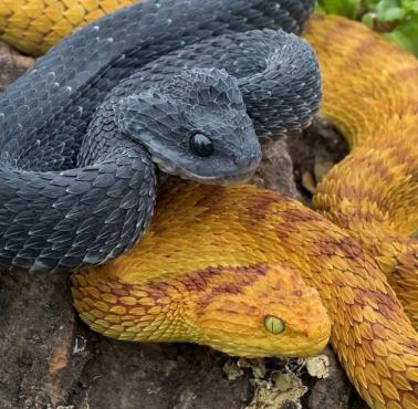 Gałęźnica szorstkołuska (Atheris squamigera), podobno jeden z najpiękniejszych węży świata