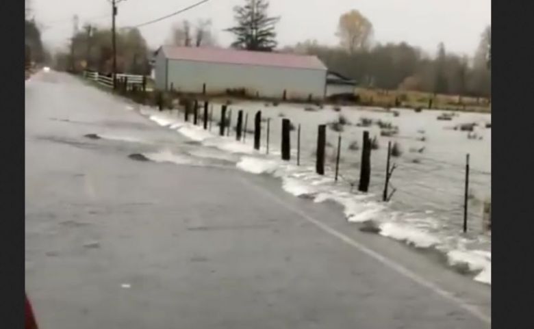 Łososie w drodze na tarło (wideo)