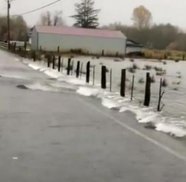 Łososie w drodze na tarło (wideo)