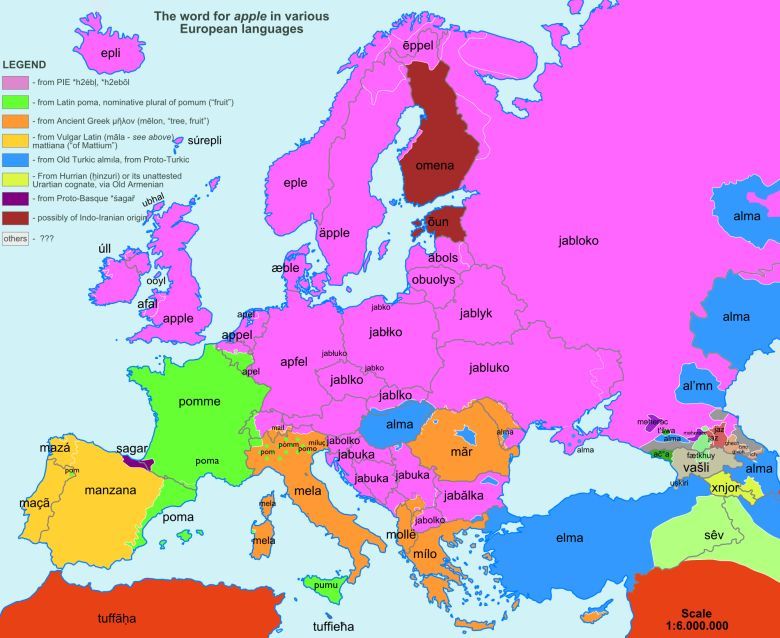 Słowo jabłko w różnych europejskich językach