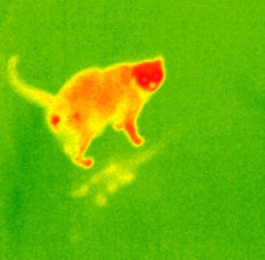 Kot na zdjęciu z kamery termowizyjnej (termicznej)