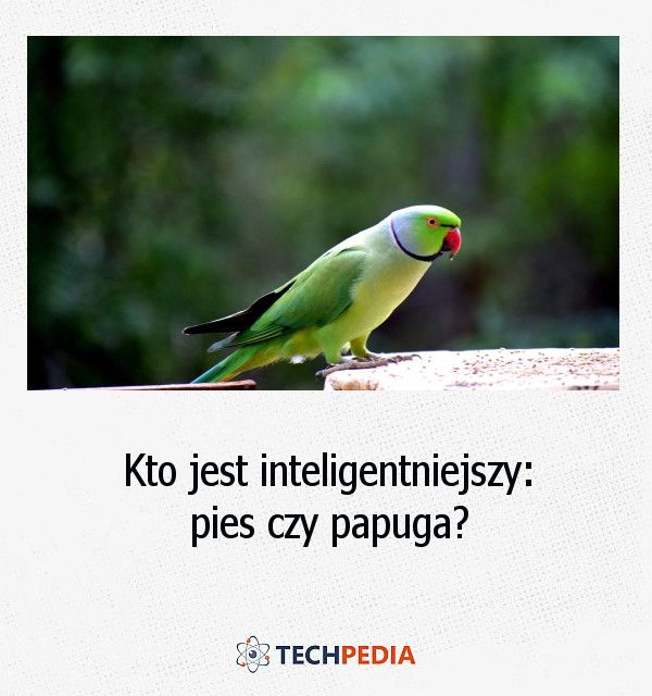 Kto jest inteligentniejszy, pies czy papuga?