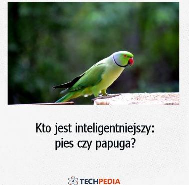 Kto jest inteligentniejszy, pies czy papuga?
