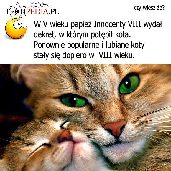 Koty a papież