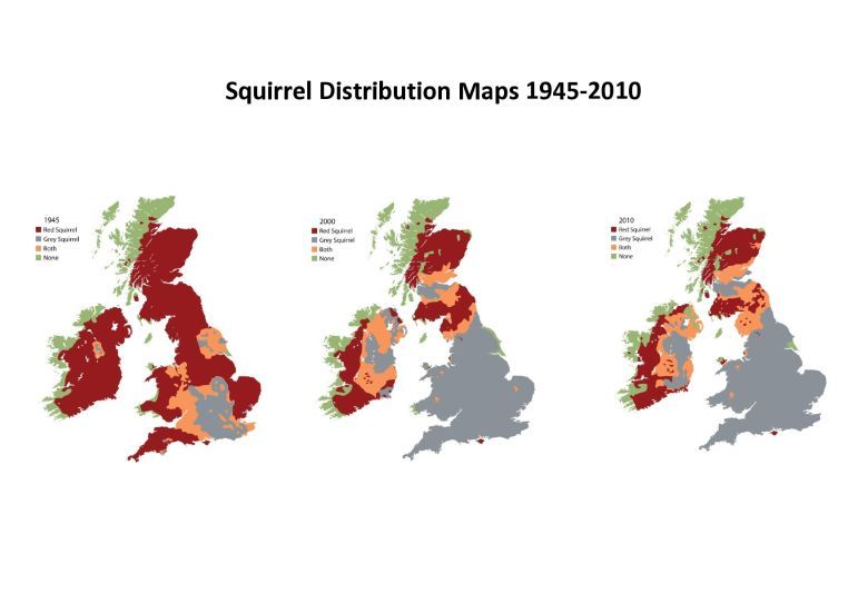 Populacja czerwonej wiewiórki i inwazyjnej szarej wiewiórki w Wielkiej Brytanii w latach 1945-2010