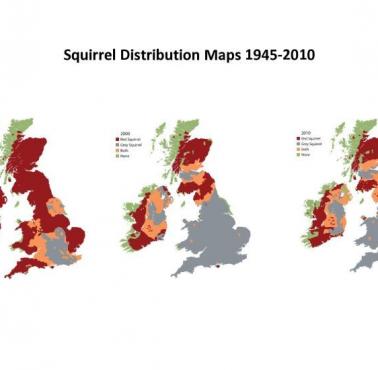 Populacja czerwonej wiewiórki i inwazyjnej szarej wiewiórki w Wielkiej Brytanii w latach 1945-2010