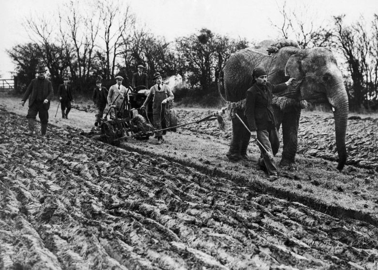 Cyrkowy słoń w trakcie uprawy pola w miejscowości Towcester w Anglii, 1939