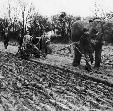 Cyrkowy słoń w trakcie uprawy pola w miejscowości Towcester w Anglii, 1939