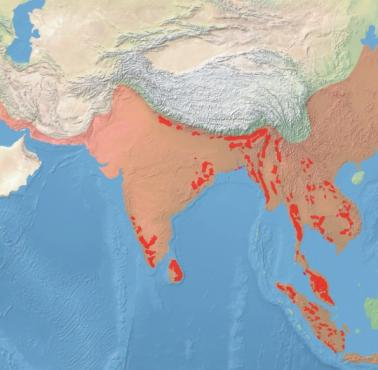 Zasięg występowania słoni w Azji teraz i kiedyś
