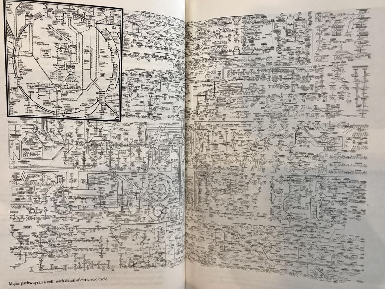 Pełna mapa każdej reakcji chemicznej i procesu zachodzącego w prostej komórce bakteryjnej