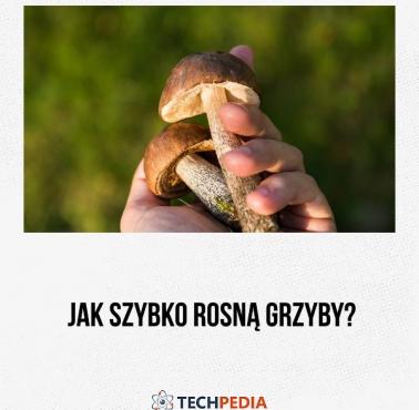 Jak szybko rosną grzyby?