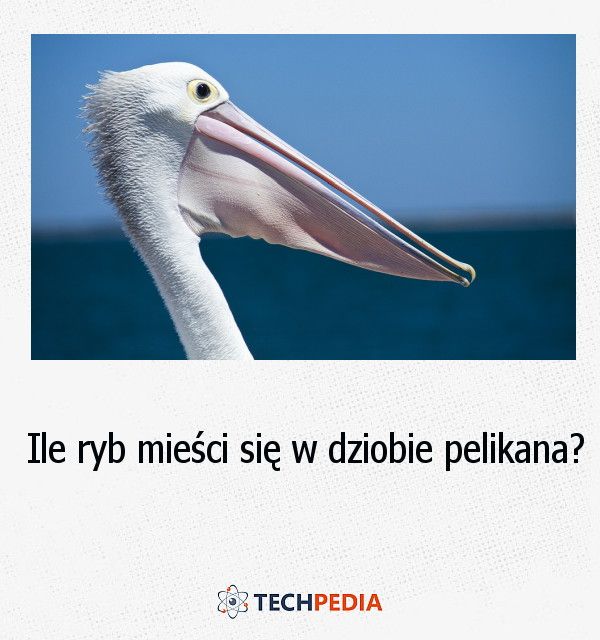 Ile ryb mieści się w dziobie pelikana?