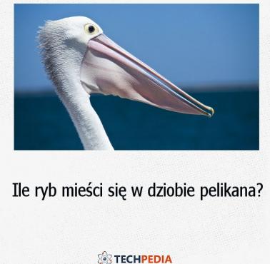 Ile ryb mieści się w dziobie pelikana?