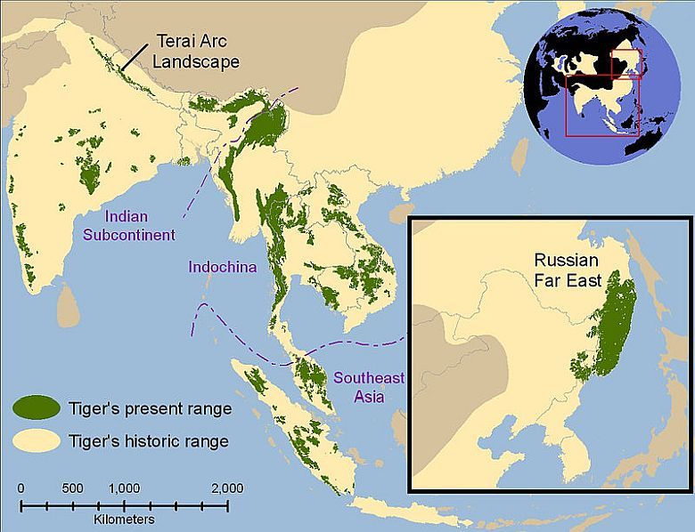 Występowanie tygrysów (wszystkich gatunków oprócz wymarłego tygrysa kaspijskiego) kiedyś i dzisiaj