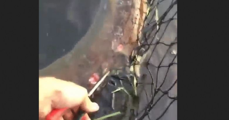 Usuwania pasożyta (Petromyzontiformes) z ciała ryby (wideo)