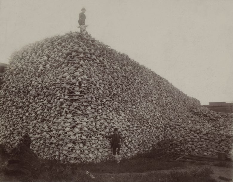 Stos czaszek bizonów, 1870