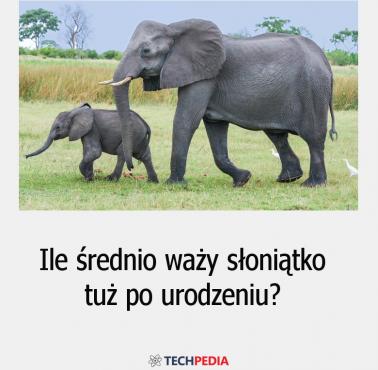 Ile średnio waży słoniątko tuż po urodzeniu?