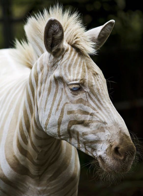 Zoe, niezwykle rzadka zebra złota