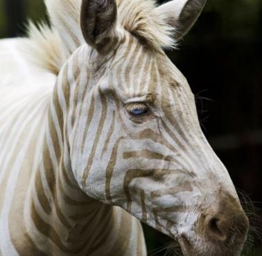 Zoe, niezwykle rzadka zebra złota