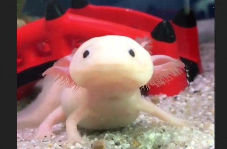 Ambystoma meksykańska podczas posiłku. Naprawdę kiepski refleks (wideo)