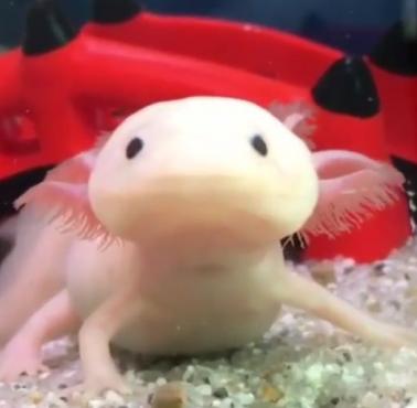 Ambystoma meksykańska podczas posiłku. Naprawdę kiepski refleks (wideo)