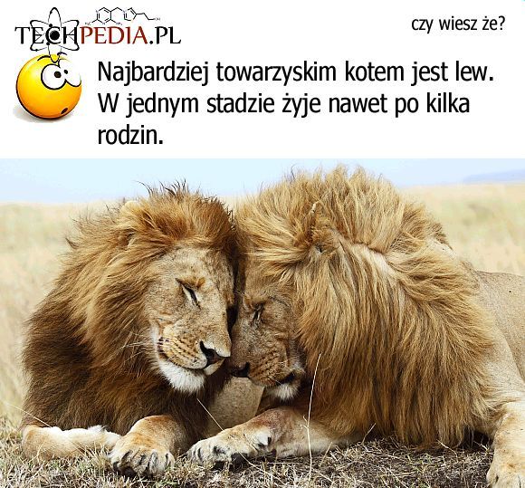 Najbardziej towarzyskie koty