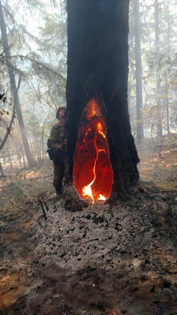 Drzewo, które płonie od pięciu dni po uderzeniu pioruna